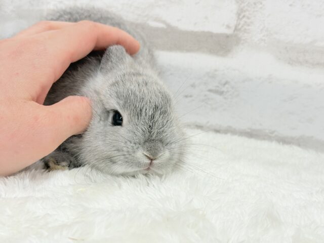 ネザーランドドワーフ