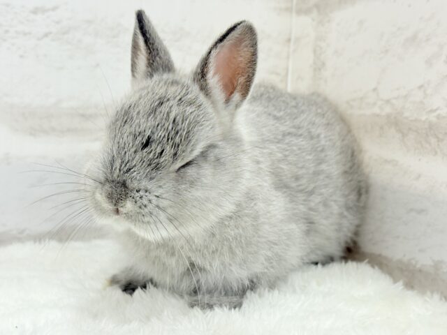 ネザーランドドワーフ