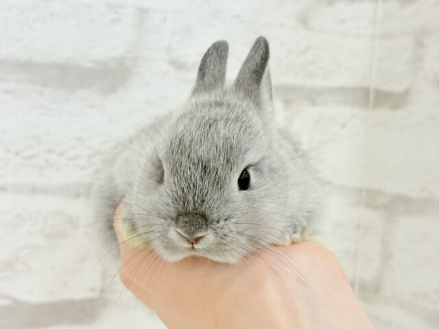 ネザーランドドワーフ