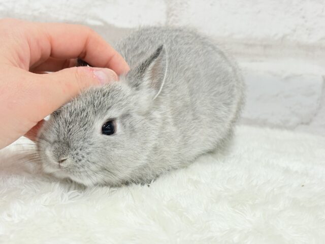 ネザーランドドワーフ