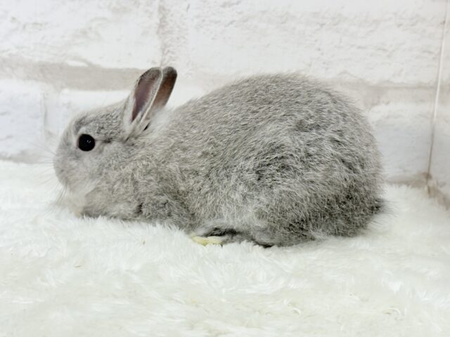 ネザーランドドワーフ