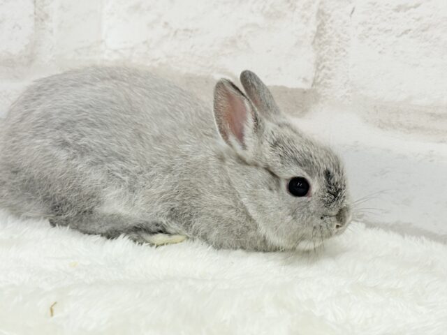 ネザーランドドワーフ