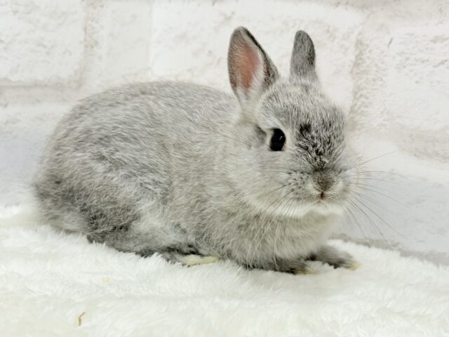 ネザーランドドワーフ