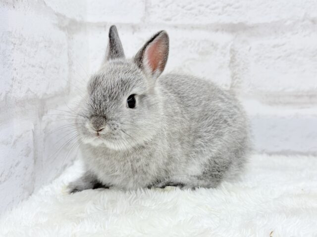 ネザーランドドワーフ