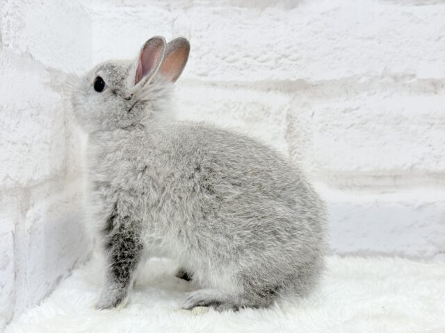 ネザーランドドワーフ