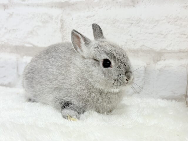 ネザーランドドワーフ