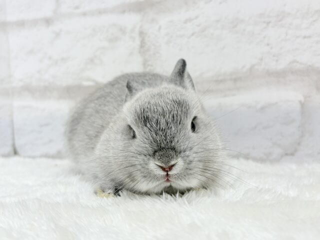 ネザーランドドワーフ