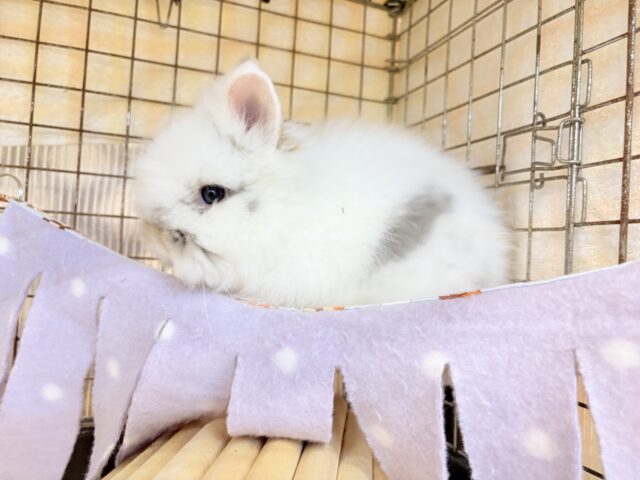 ライオンラビット