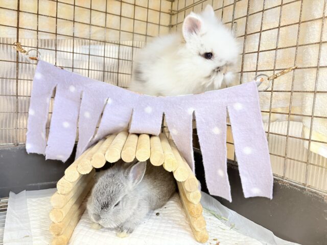 ライオンラビット