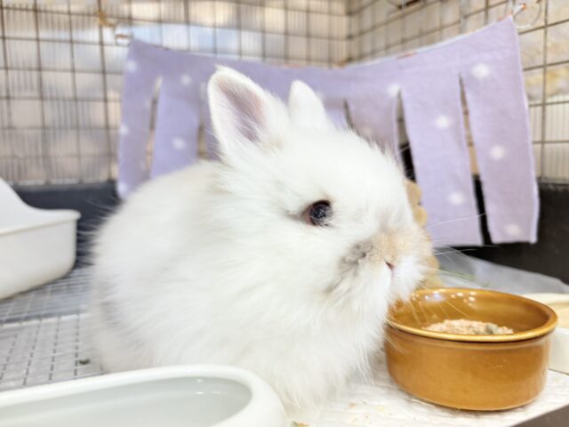 ライオンラビット