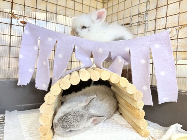 ライオンラビット