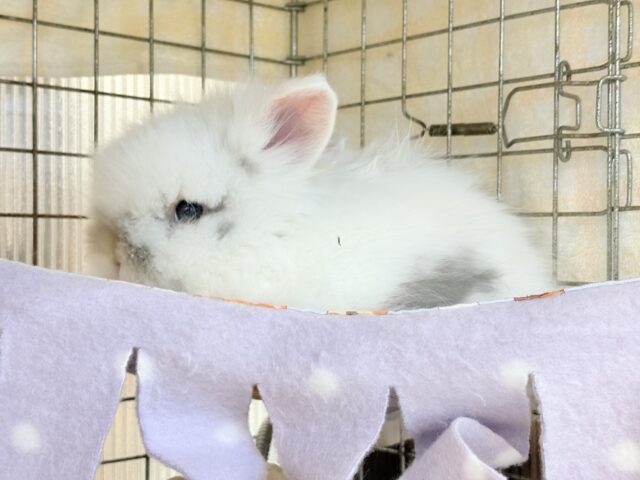 ライオンラビット