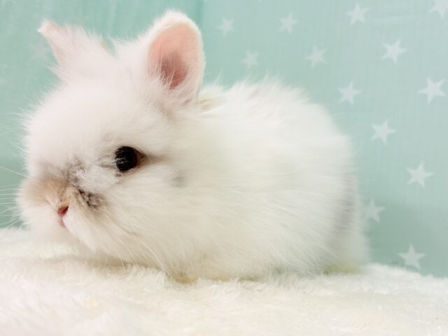 ライオンラビット