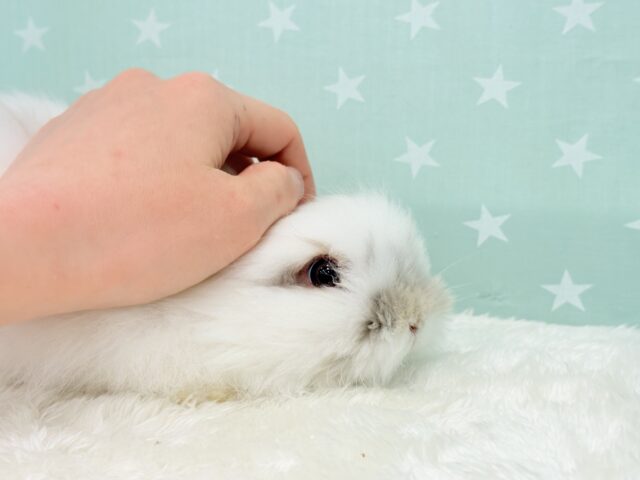 ライオンラビット