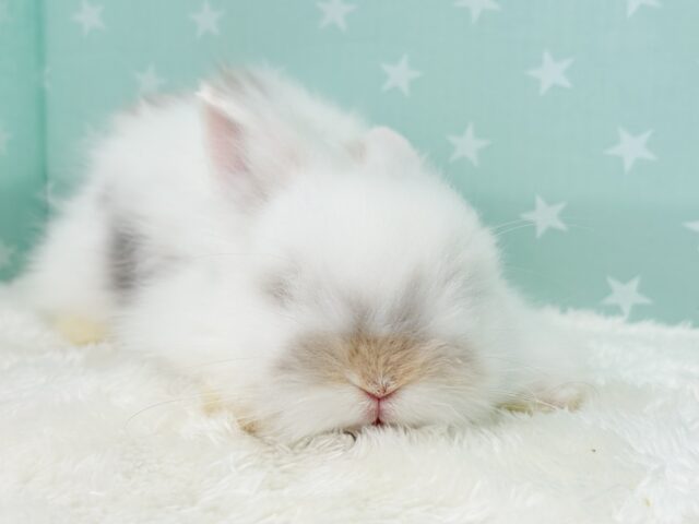 ライオンラビット