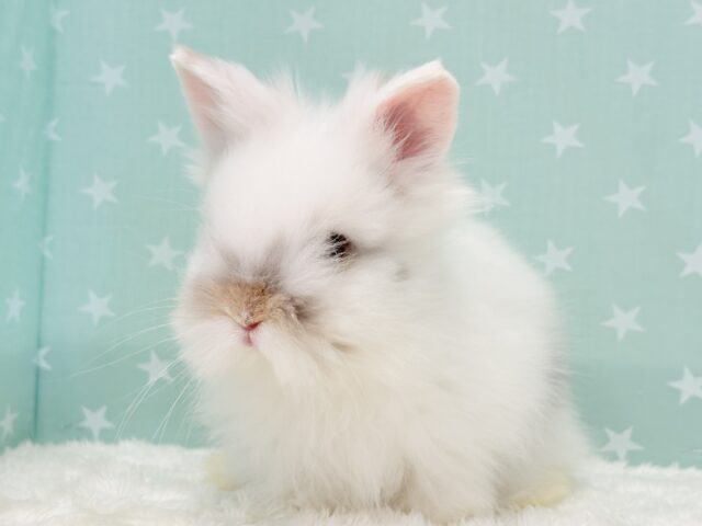 ライオンラビット