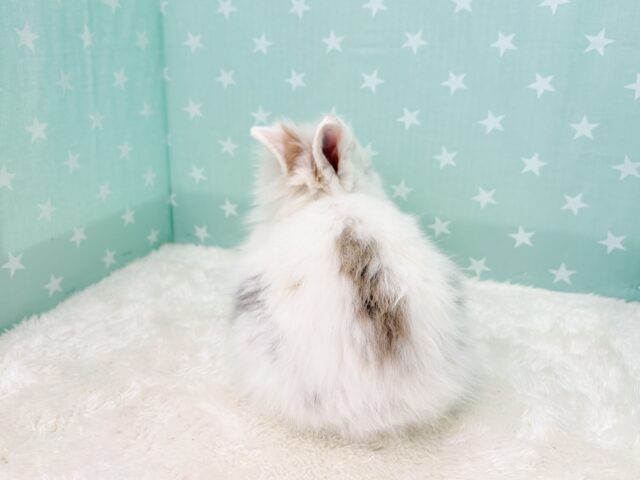 ライオンラビット