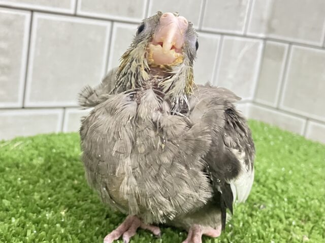 オカメインコ