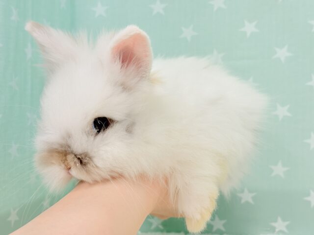 ライオンラビット