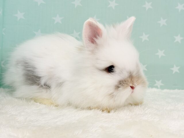 ライオンラビット