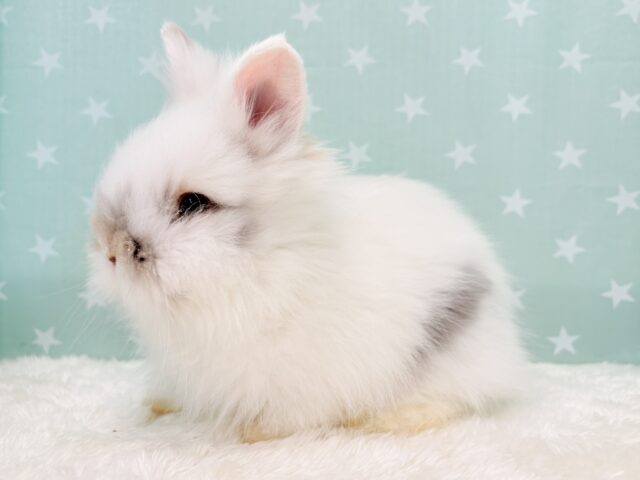 ライオンラビット