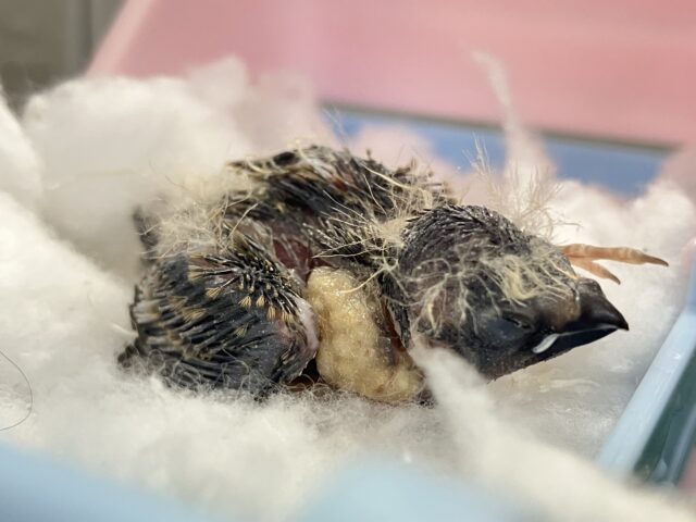 錦花鳥（キンカチョウ）