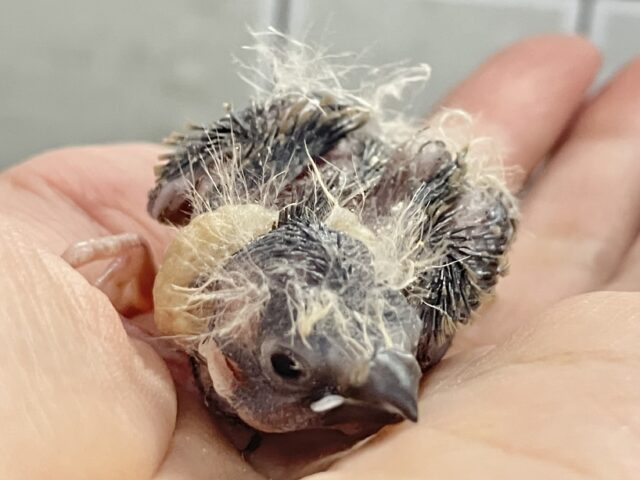 錦花鳥（キンカチョウ）