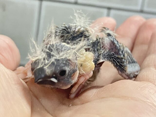 錦花鳥（キンカチョウ）