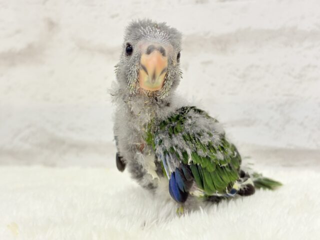 キガシラアオハシインコ