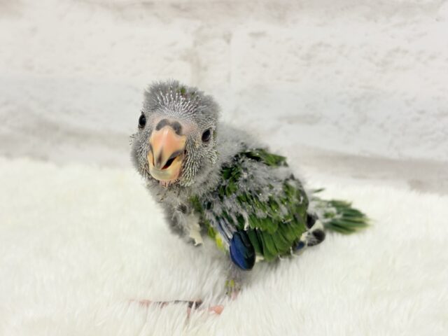 キガシラアオハシインコ