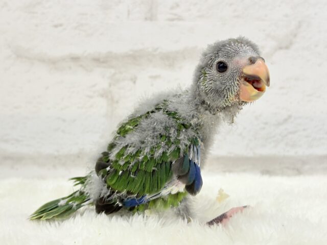 キガシラアオハシインコ