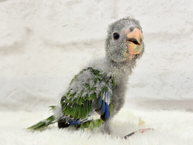 キガシラアオハシインコ