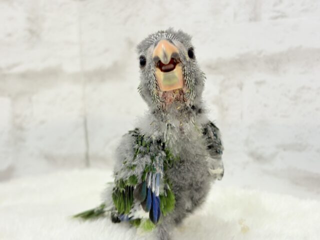 キガシラアオハシインコ