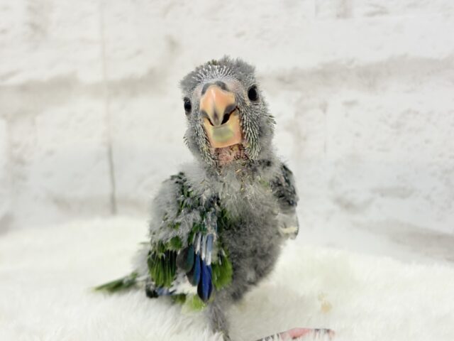 キガシラアオハシインコ