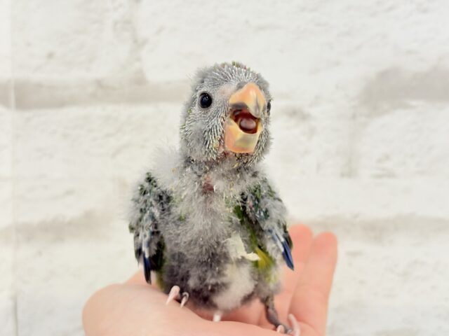 キガシラアオハシインコ