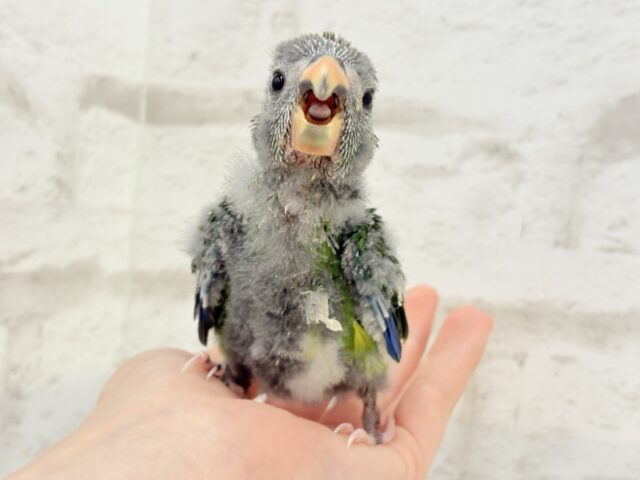 キガシラアオハシインコ