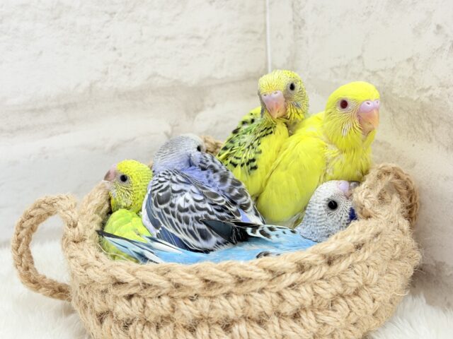 セキセイインコ