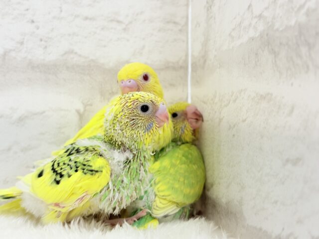 セキセイインコ