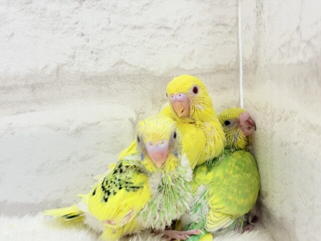 セキセイインコ