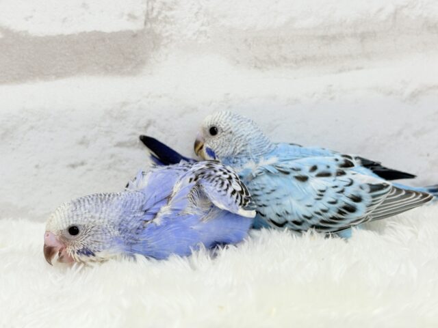 セキセイインコ