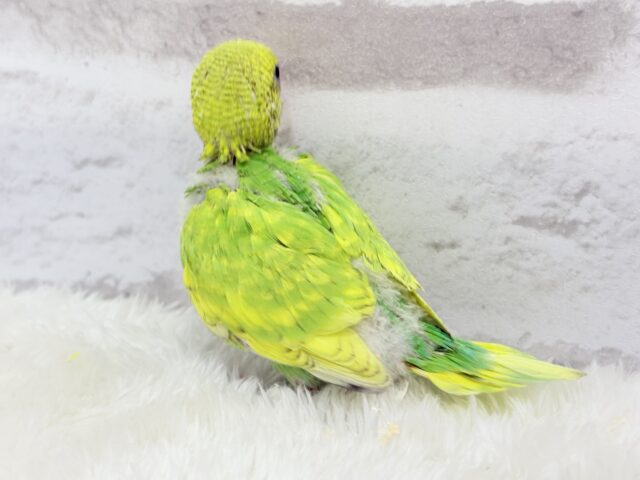 セキセイインコ