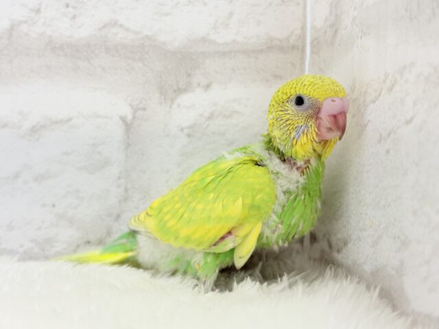 セキセイインコ