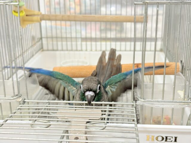 ホオミドリウロコインコ