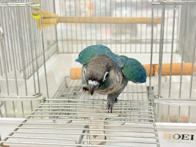 ホオミドリウロコインコ