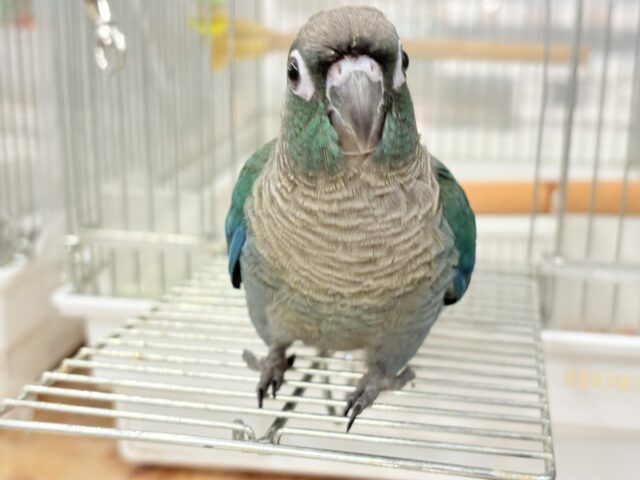 ホオミドリウロコインコ