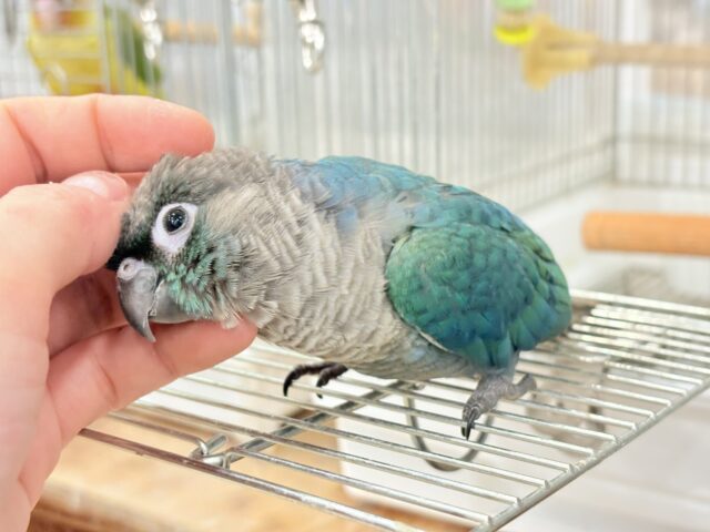 ホオミドリウロコインコ