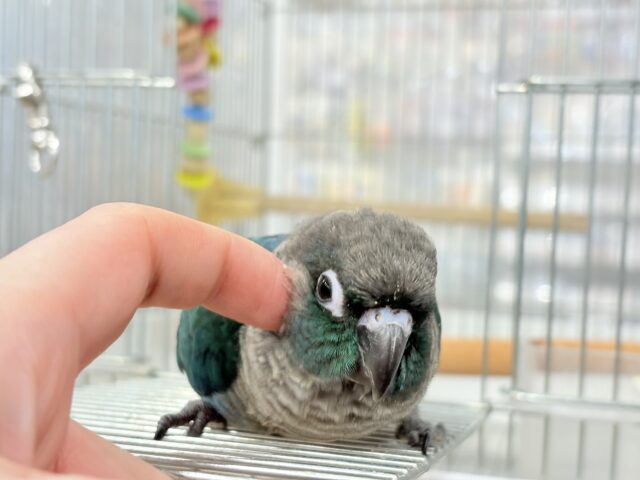 ホオミドリウロコインコ