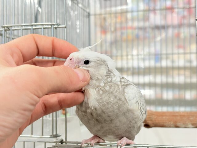 オカメインコ