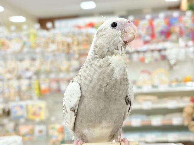 オカメインコ