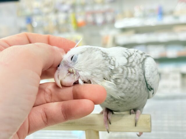 オカメインコ